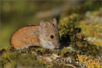 <p>MYŠICE TEMNOPÁSÁ (Apodemus agrarius) –--- /Stripted field mouse – Brandmaus/</p>